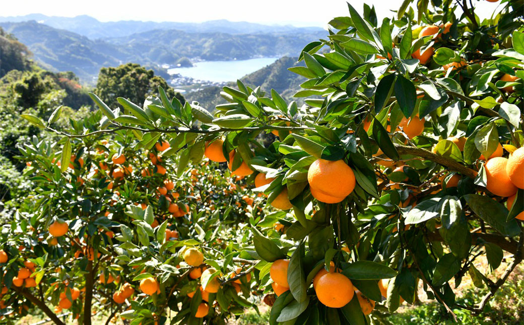 かんきつジュースセット【3本】（893）