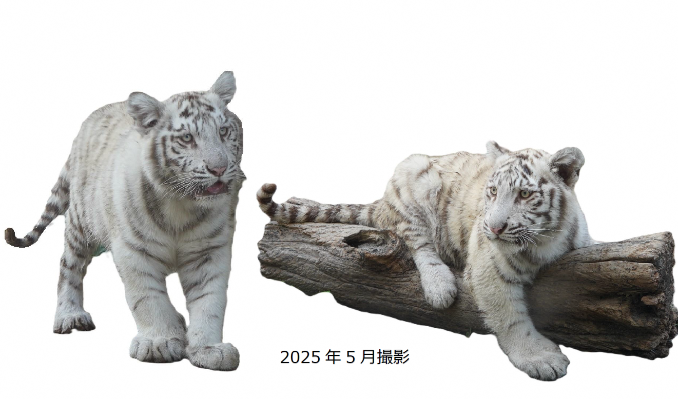 ホワイトタイガーの赤ちゃんもすくすく成長中！