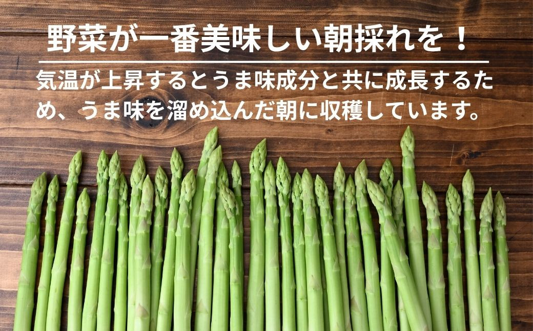 アスパラ アスパラガス グリーンアスパラガス あすぱら あすぱらがす
