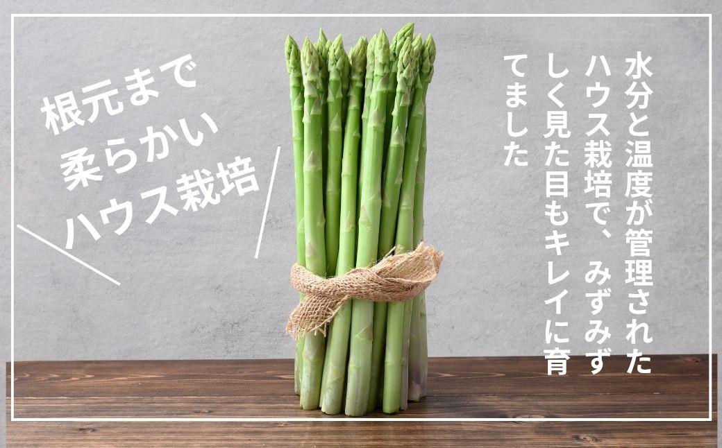 アスパラ アスパラガス グリーンアスパラガス あすぱら あすぱらがす