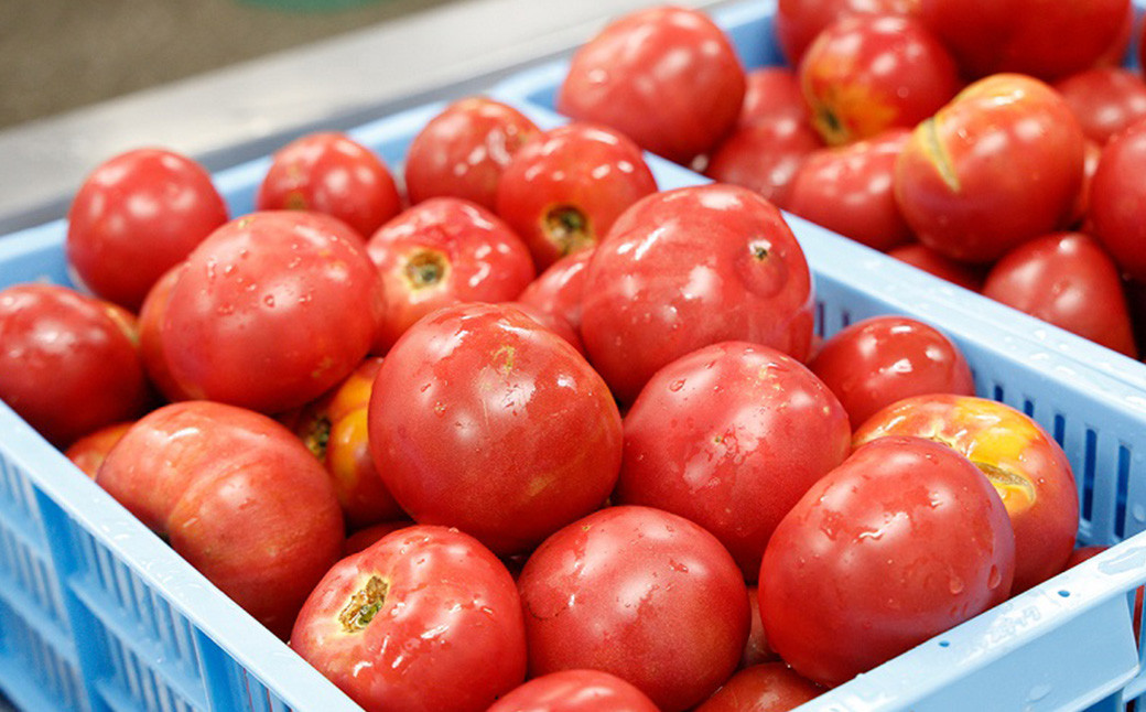 赤の元気 トマトケチャップセット【6個】※ドライトマト付(911)