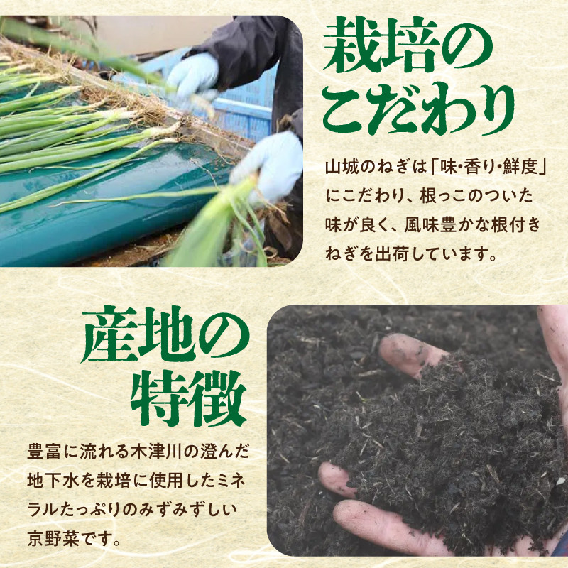 【スピード発送】最短7日以内発送!!山城のねぎ 3kg