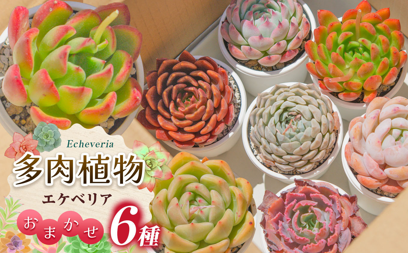 エケベリアアソート例