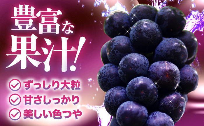 ピオーネ ぶどう 葡萄 ブドウ フルーツ 果物 種なし 人気 お取り寄せ ギフト 送料無料 数量限定 期間限定 広島 三次 贈答