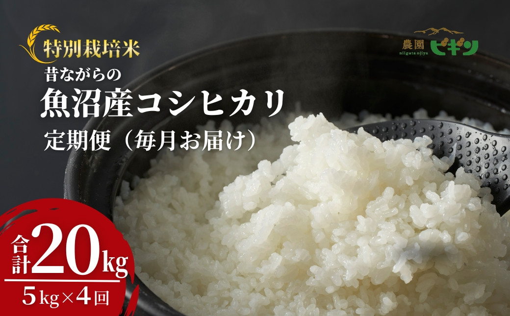【お米の定期便】希少原種コシヒカリ モチモチ食感と優しい甘みが主役級の美味しさ