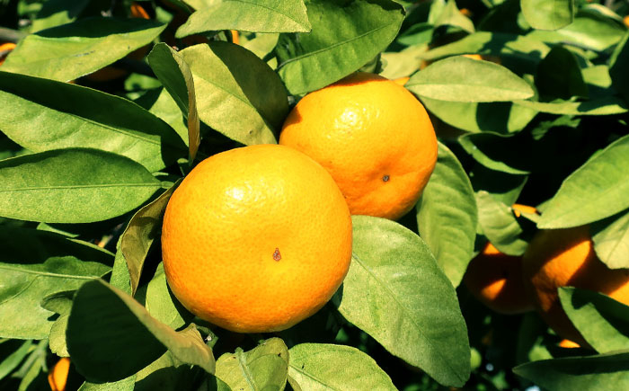 柑橘 果物 フルーツ みかん ミカン あおしまみかん 青島 長与町 長崎県 国産 九州 産地直送 冬 旬 甘い 濃厚 箱