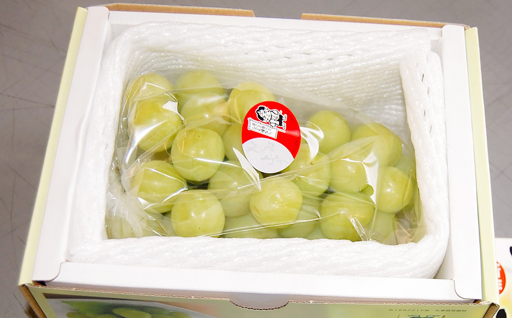 【無加温栽培】岡山県産桃太郎ぶどう1房入り（1房680g以上）