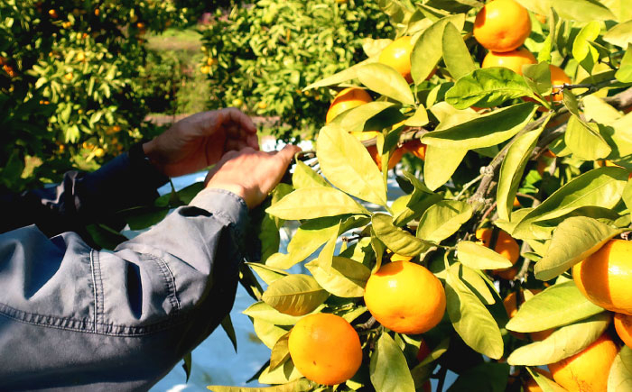 柑橘 果物 フルーツ みかん ミカン あおしまみかん 青島 長与町 長崎県 国産 九州 産地直送 冬 旬 甘い 濃厚 箱