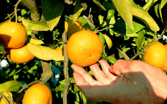 柑橘 果物 フルーツ みかん ミカン あおしまみかん 青島 長与町 長崎県 国産 九州 産地直送 冬 旬 甘い 濃厚 箱