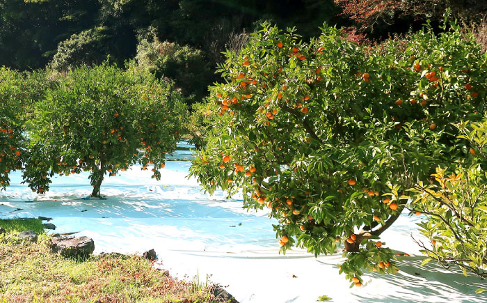 柑橘 果物 フルーツ みかん ミカン あおしまみかん 青島 長与町 長崎県 国産 九州 産地直送 冬 旬 甘い 濃厚 箱
