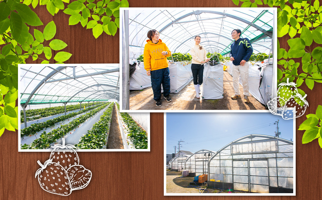  【訳あり】 完熟あまおう 約275g×2パック 合計約550g