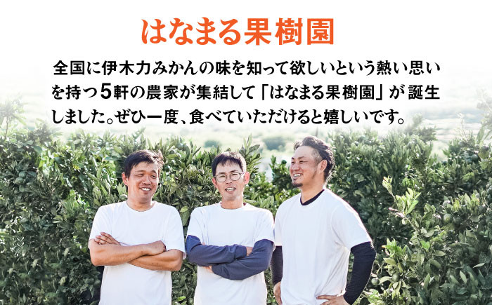 伊木力みかん 「はなまるみかん」贈答 5kg みかん 蜜柑 ミカン 柑橘 フルーツ 果物