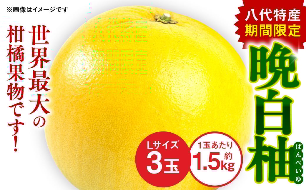 熊本県八代特産晩白柚（ばんぺいゆ）！世界最大の柑橘果物です。