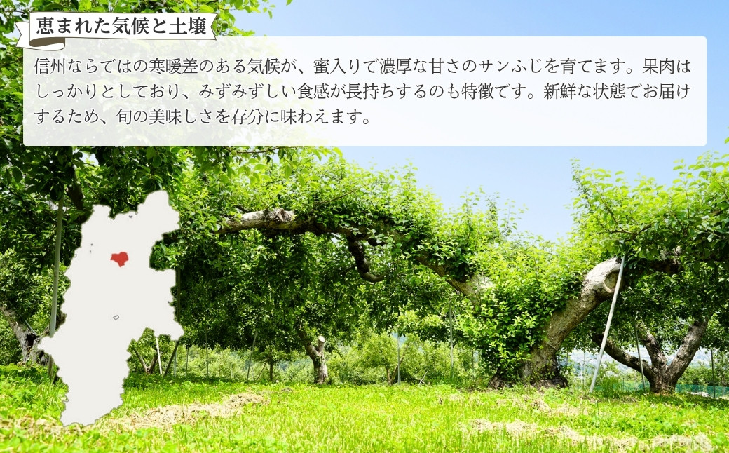 りんご サンふじ 蜜入り 約 3kg