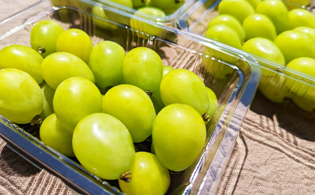 ☆正金農園より直送☆ 農薬節減【訳あり】シャインマスカット（粒タイプ） 4パック入