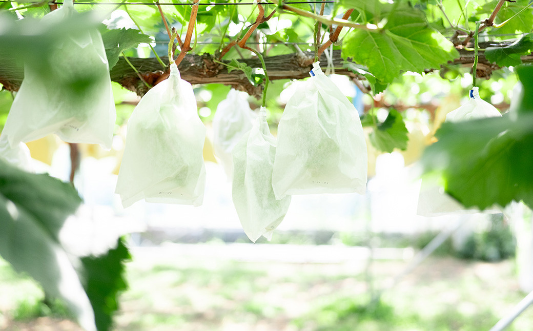 ☆正金農園より直送☆ 農薬節減 シャインマスカット（粒タイプ） 4パック入