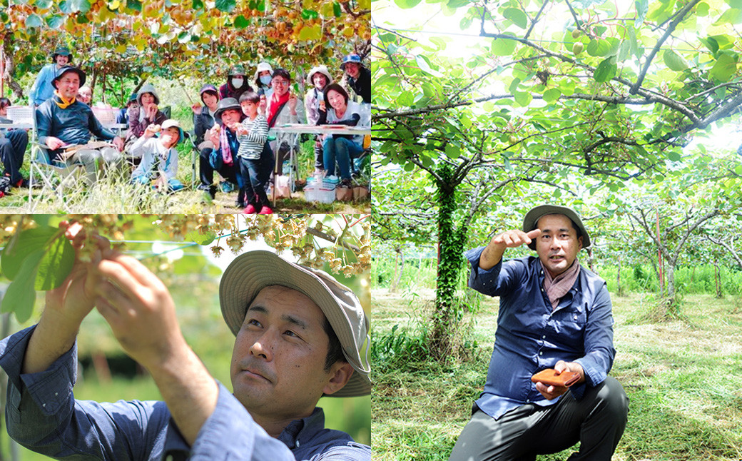 (ご家庭用梱包)にしだ果樹園の熊本県産月読みゴールドキウイ サイズ混合 約1kg