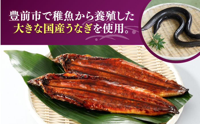 うなぎ 鰻 国産 福岡県産 蒲焼 かば焼き 土用 丑の日 ギフト 贈答