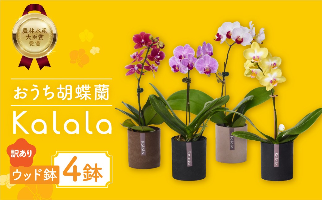 産直胡蝶蘭『カララ』4鉢セット ウッド鉢 ※写真はイメージです。4鉢をセットでお届けいたします。