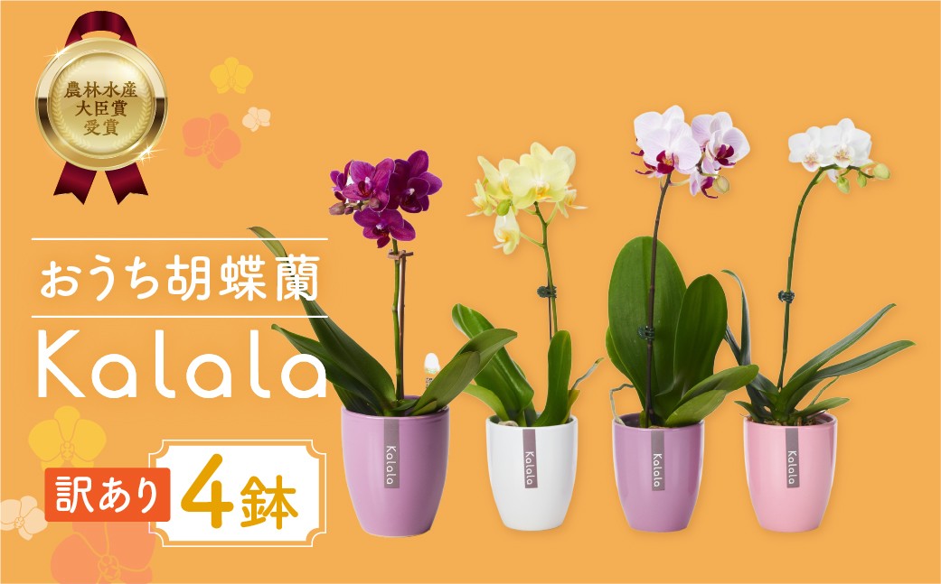 産直胡蝶蘭『カララ』4鉢セット ※写真はイメージです。4鉢をセットでお届けいたします。