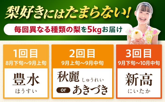 梨定期便 フルーツ定期便 梨 ナシ なし フルーツ 果物 果物定期便