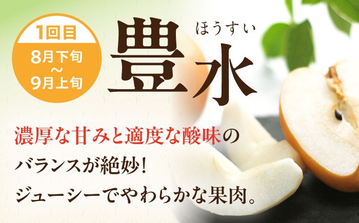 梨定期便 フルーツ定期便 梨 ナシ なし フルーツ 果物 果物定期便