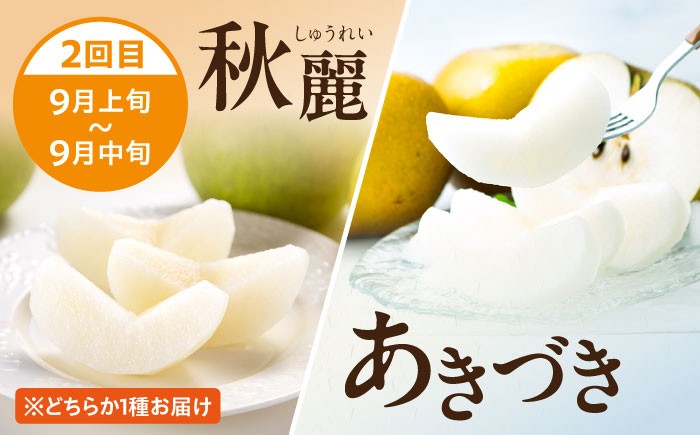 梨定期便 フルーツ定期便 梨 ナシ なし フルーツ 果物 果物定期便