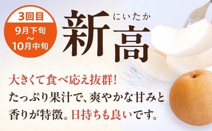 梨定期便 フルーツ定期便 梨 ナシ なし フルーツ 果物 果物定期便