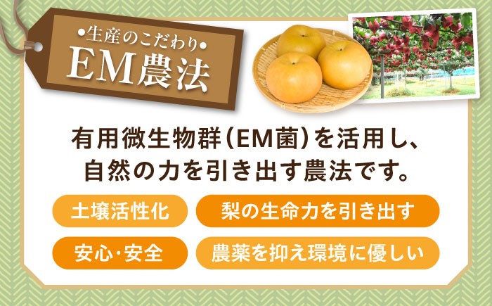梨定期便 フルーツ定期便 梨 ナシ なし フルーツ 果物 果物定期便