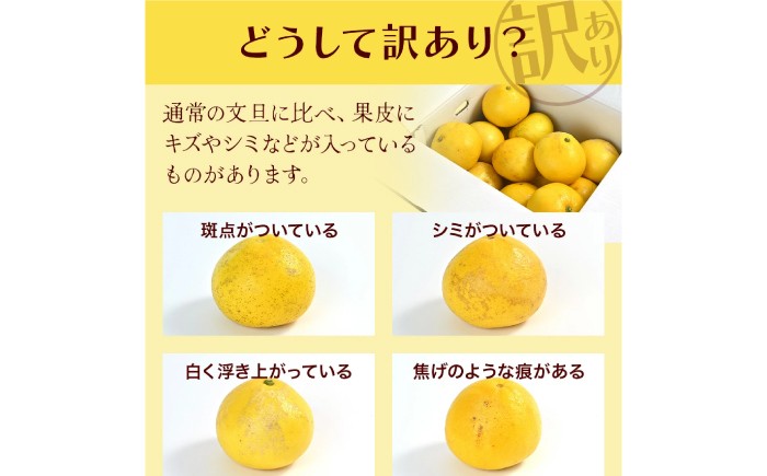 傷 シミ 訳アリ 訳あり わけあり 大容量 ぶんたん 文旦 土佐文旦 10㎏ 果物 柑橘 フルーツ デザート