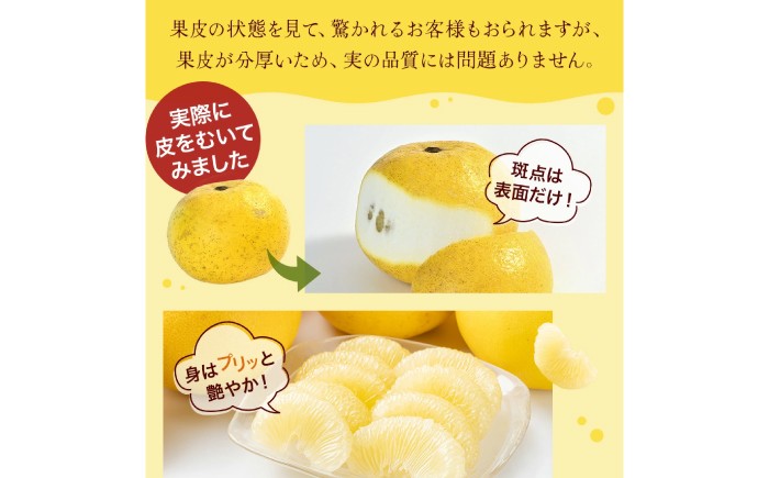 傷 シミ 訳アリ 訳あり わけあり 大容量 ぶんたん 文旦 土佐文旦 10㎏ 果物 柑橘 フルーツ デザート