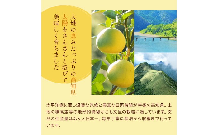 傷 シミ 訳アリ 訳あり わけあり 大容量 ぶんたん 文旦 土佐文旦 10㎏ 果物 柑橘 フルーツ デザート