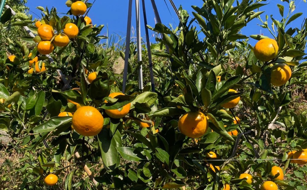 熊本県 河内産 みかん ゆら早生 3kg 有機肥料使用