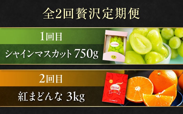 果物王国愛媛県からお届け！みかんとぶどうのフルーツ2種の贅沢定期便！【全2回定期便】シャインマスカット＆紅まどんな