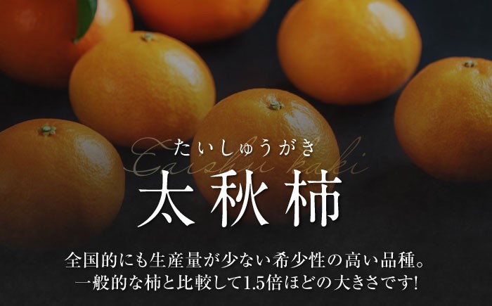 柿の概念を超えたサクサク食感！太秋柿 2Lサイズ 約3kg化粧箱入（12玉入り）かき カキ 柿 果物 フルーツ