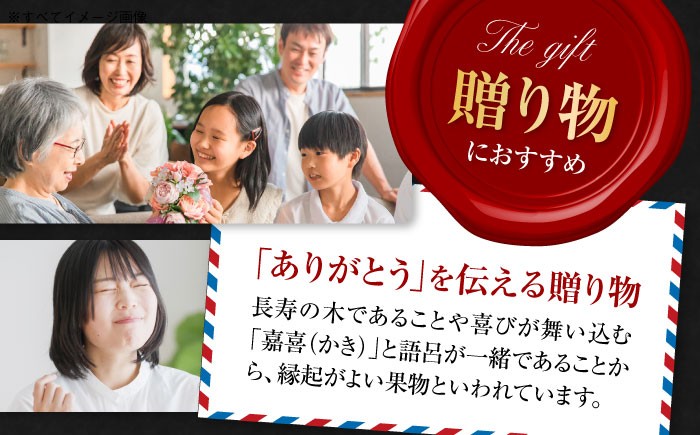 柿の概念を超えたサクサク食感！太秋柿 2Lサイズ 約3kg化粧箱入（12玉入り）かき カキ 柿 果物 フルーツ