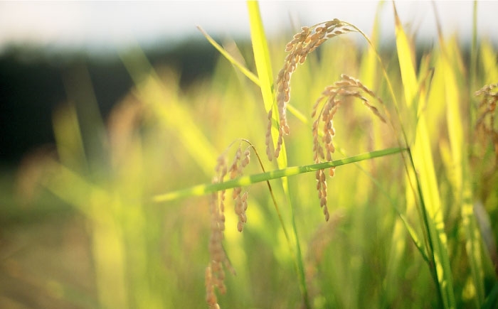 特別栽培米 榮米 滋賀県産きらみずき 2kg