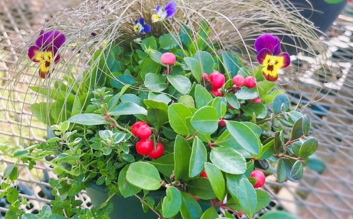 5種類 寄せ植え 花苗 鉢