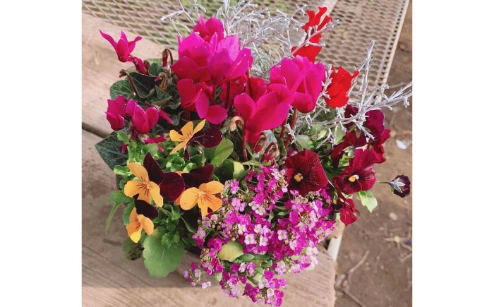 5種類 寄せ植え 花苗 鉢