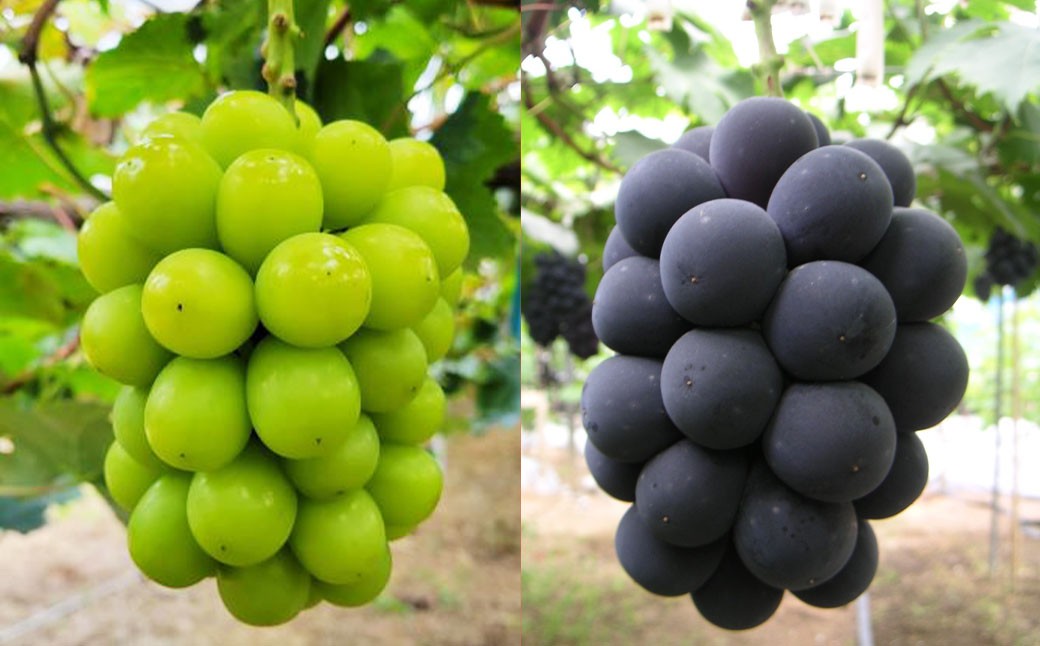 つる付きニューピオーネ1房（1房580ｇ以上）つる付きシャインマスカット（晴王）2房（1房580ｇ以上）