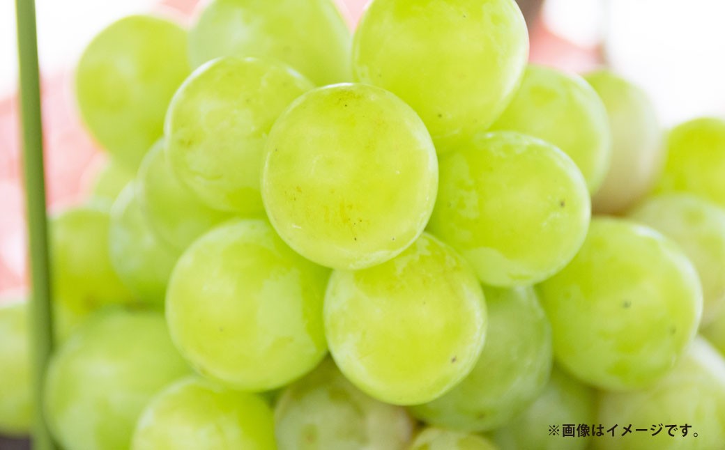 岡山県産マスカット・オブ・アレキサンドリア1房入り（1房750ｇ以上）