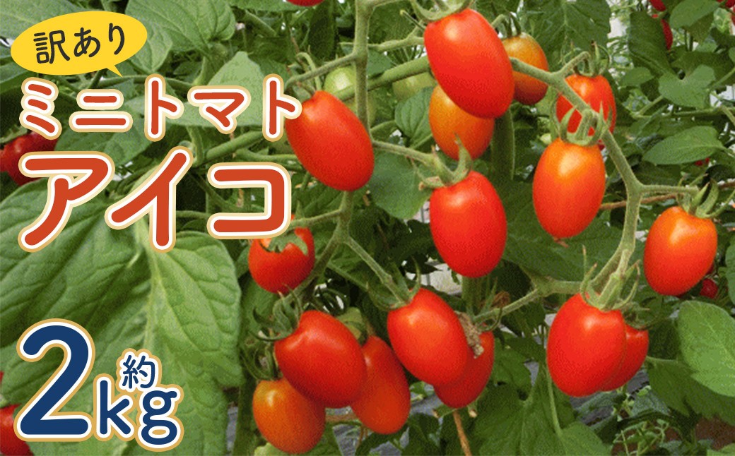 【訳あり】ミニトマト『アイコ』約2kg