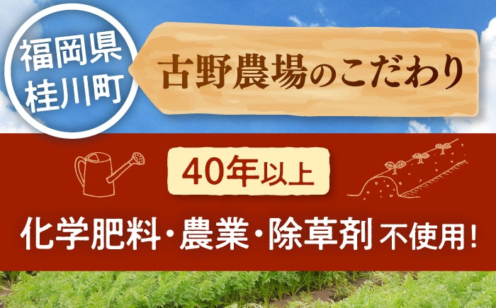 人参 ニンジン セット 野菜 無農薬 栽培期間中農薬不使用 詰め合わせ 