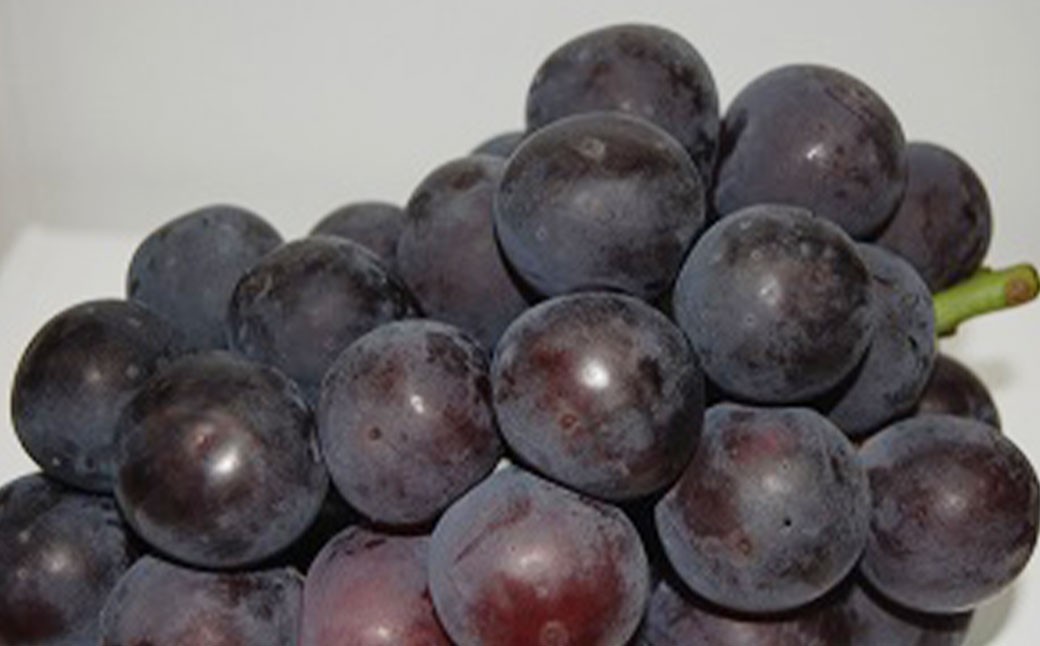 つる付きニューピオーネ1房（1房580ｇ以上）つる付きシャインマスカット（晴王）2房（1房580ｇ以上）