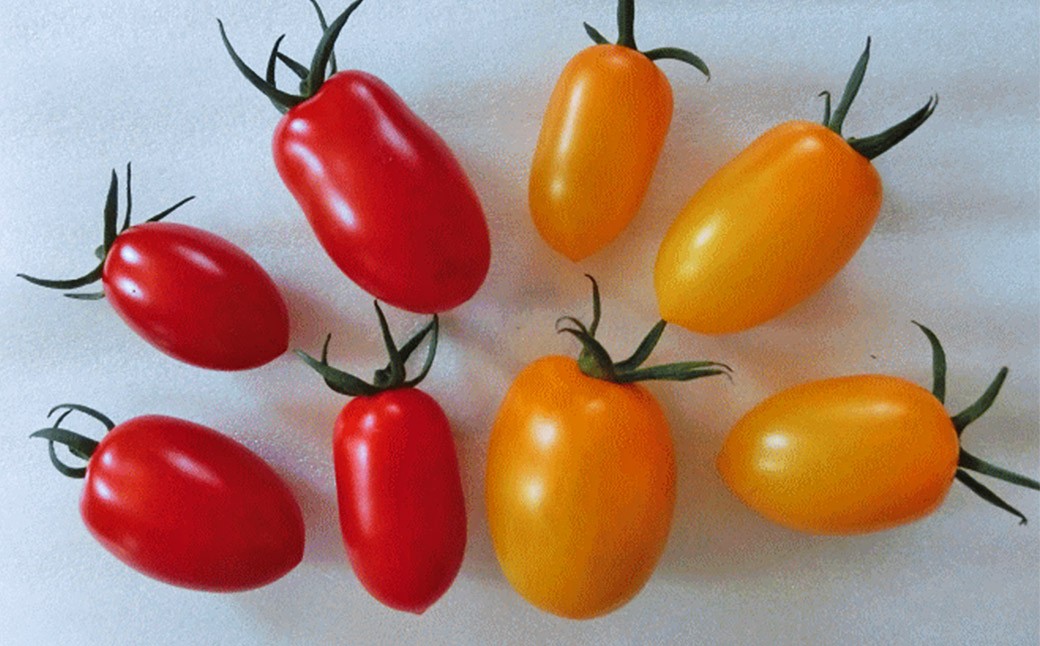 【訳あり】ミニトマト『アイコ』3色ミックス 約2kg