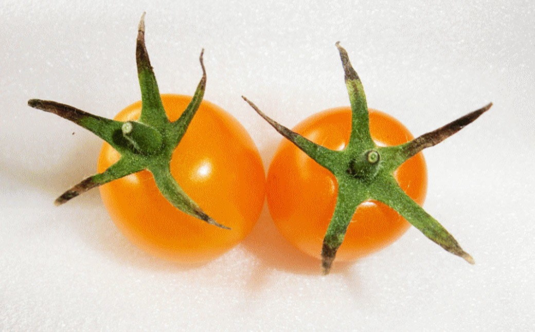 【訳あり】ミニトマト『アイコ』3色ミックス 約2kg