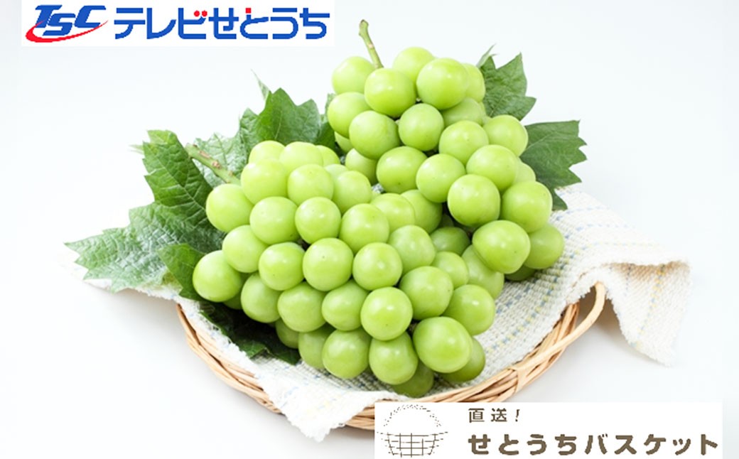 岡山県産シャインマスカット（ご家庭用）約1.2kg（2~3房）