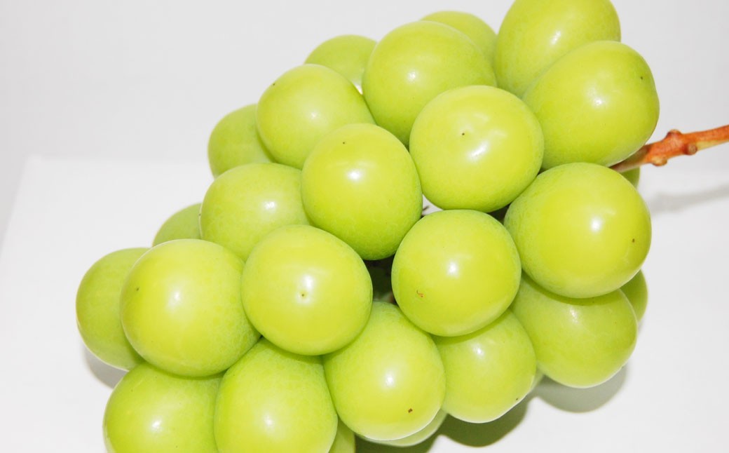 【無加温栽培（晴王）】岡山県産シャインマスカット自家用つる付き2房入り（1房530ｇ以上）