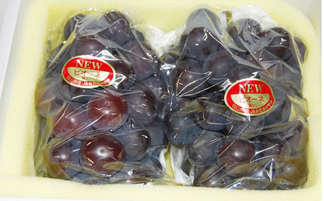 【露地栽培】岡山県産ニューピオーネ2房入り（1房480g以上）