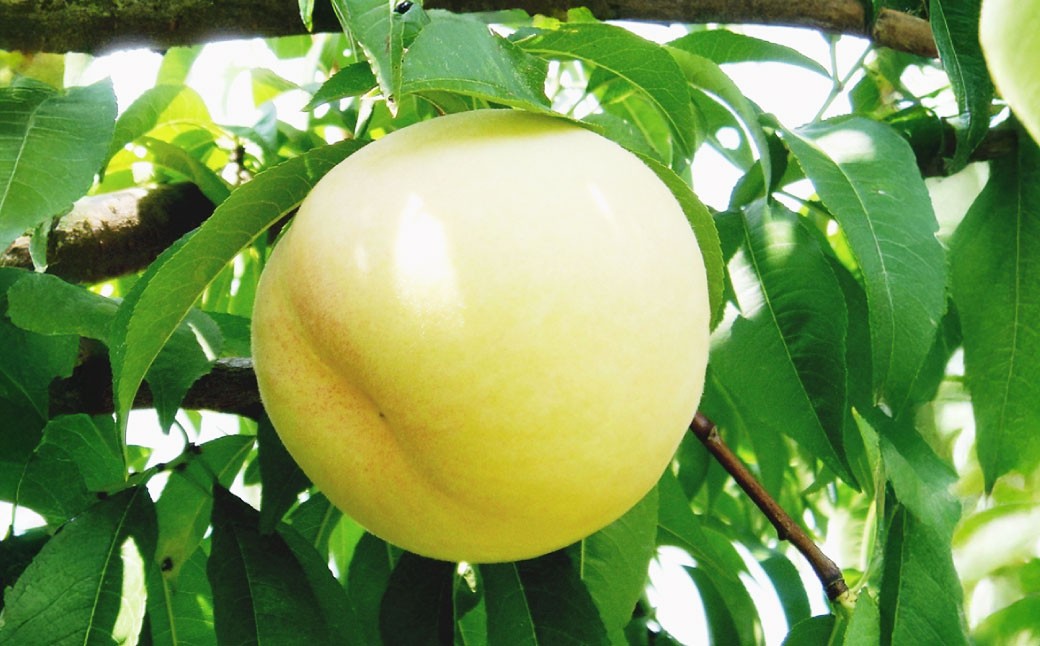 岡山白桃2玉（ロイヤル1玉220g以上）ニューピオーネ1房（1房380g以上）